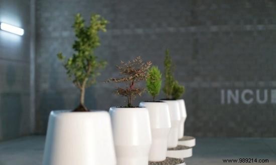 This Biodegradable Urn Turns You Into A Tree After Life. 