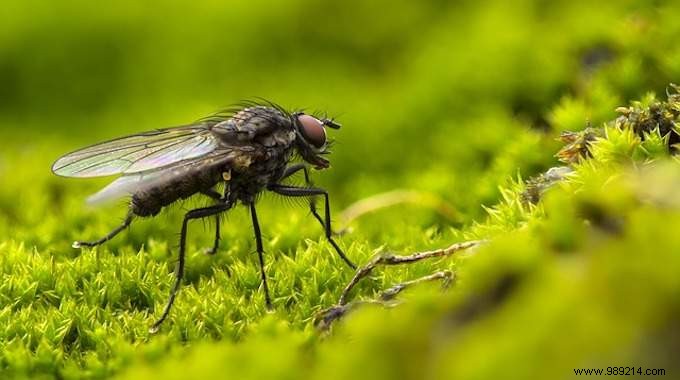 What To Do Against Gnats On Plants? 