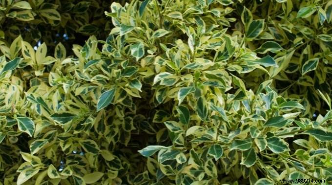 How to keep a beautiful Ficus benjamina despite Autumn? 