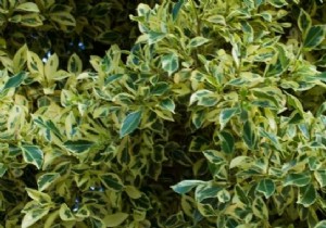 How to keep a beautiful Ficus benjamina despite Autumn? 