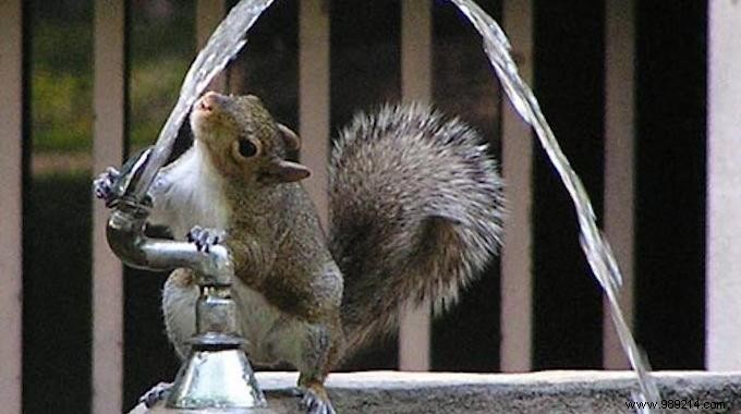 The Amazing Tip To Make A Water Fountain In Your Sink. 