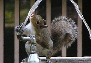 The Amazing Tip To Make A Water Fountain In Your Sink. 