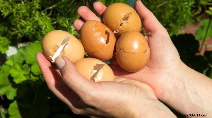 9 Amazing Uses of Eggshells. 