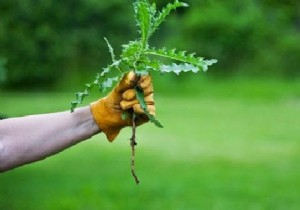 Here s How To Kill The Toughest Weeds. 