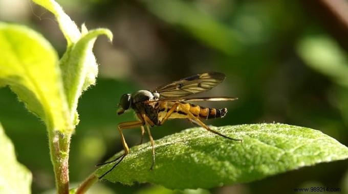 The Neptune Plant, a Natural Mosquito Repellent. 