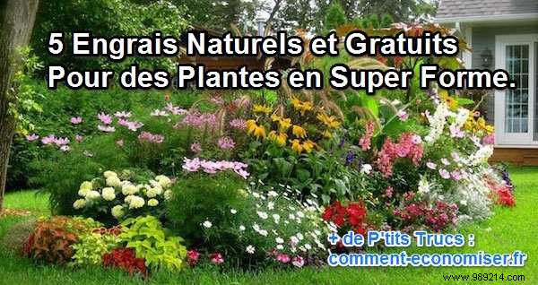 5 Natural and Free Fertilizers For Super Healthy Plants. 