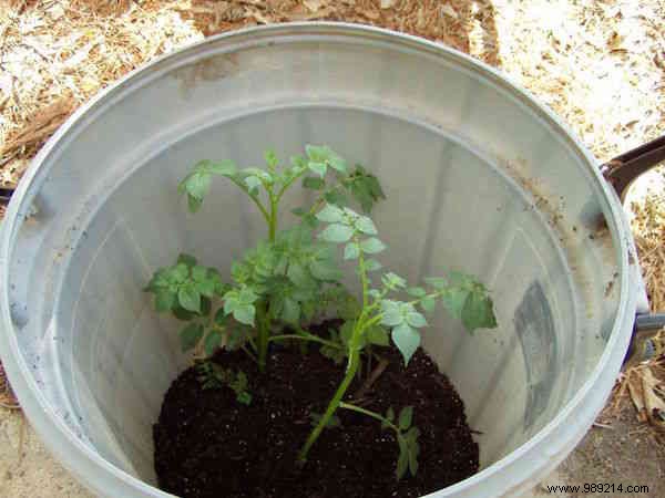 4 Simple Steps To Grow 45 kg Potatoes in a Barrel! 