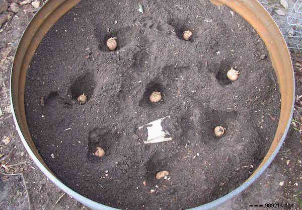 4 Simple Steps To Grow 45 kg Potatoes in a Barrel! 