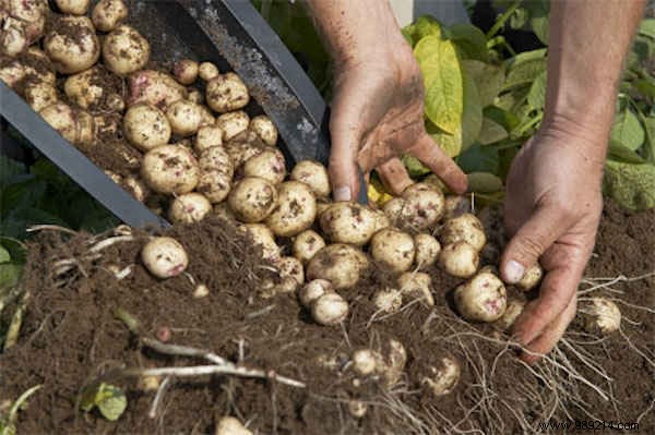 4 Simple Steps To Grow 45 kg Potatoes in a Barrel! 