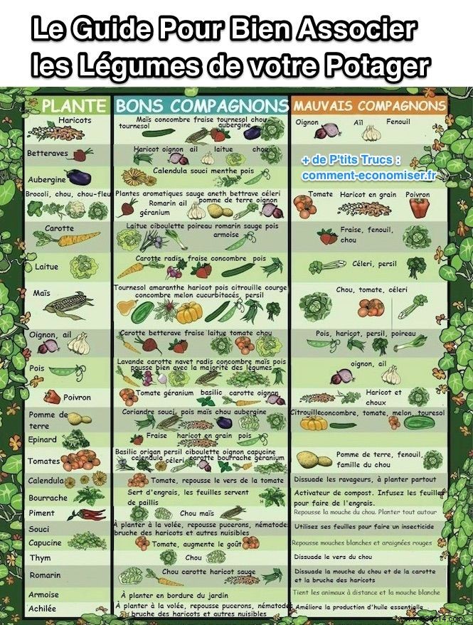 The Practical Guide to Combining the Vegetables in your Vegetable Garden. 