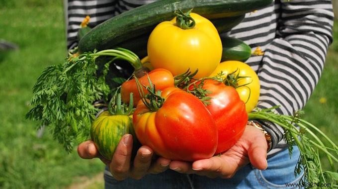 The Practical Guide to Combining the Vegetables in your Vegetable Garden. 