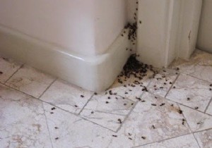 The Secret To Getting Rid Of Ants Fast. 