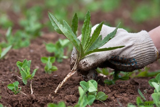 9 Natural Ways to Kill Weeds. 