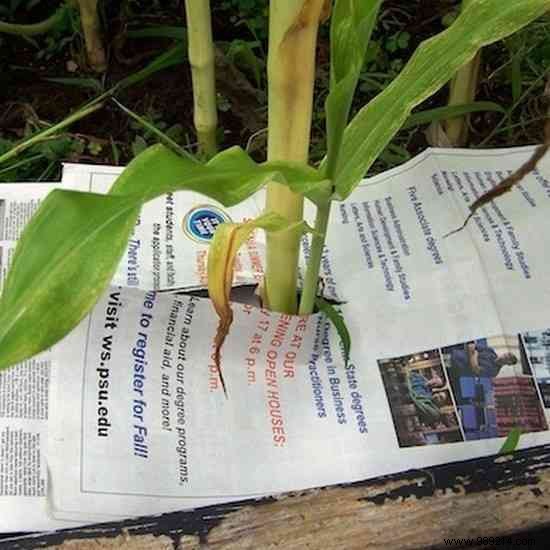 9 Natural Ways to Kill Weeds. 