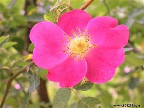 Each Flower has a Meaning. This is the Flower Language Guide. 