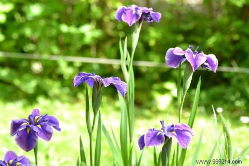 Each Flower has a Meaning. This is the Flower Language Guide. 