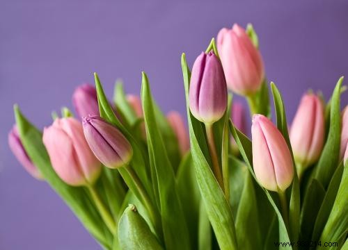 Each Flower has a Meaning. This is the Flower Language Guide. 