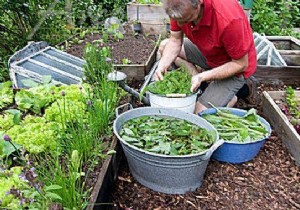 Nettle Manure:Recipe and Uses Your Vegetable Garden Will LOVE. 