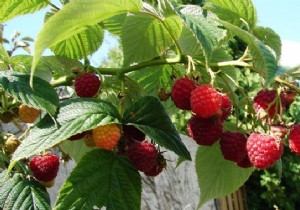 How To Get More Raspberries Naturally. 