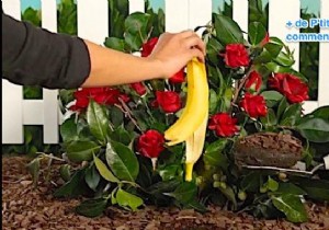 Want to Have Beautiful Roses? Use a Banana Peel to Fertilize them. 