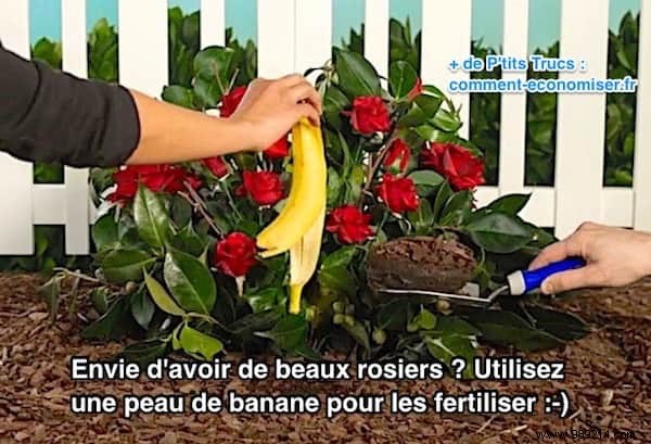 Want to Have Beautiful Roses? Use a Banana Peel to Fertilize them. 