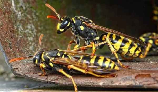 3 Natural Tips to Keep Wasps Away. 