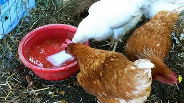 9 Amazing Uses for Vinegar in the Chicken Coop. 