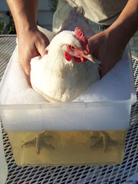 9 Amazing Uses for Vinegar in the Chicken Coop. 