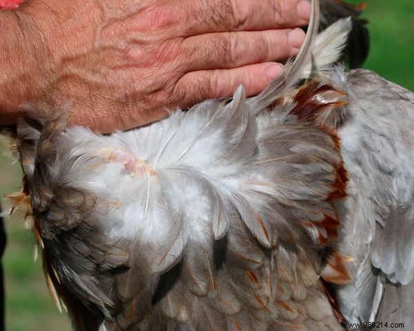 9 Amazing Uses for Vinegar in the Chicken Coop. 