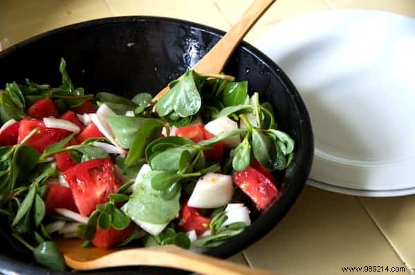 Purslane, an Edible and Free Summer Plant! 