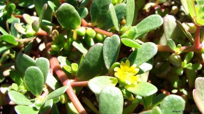 Purslane, an Edible and Free Summer Plant! 