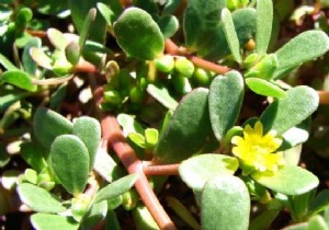 Purslane, an Edible and Free Summer Plant! 