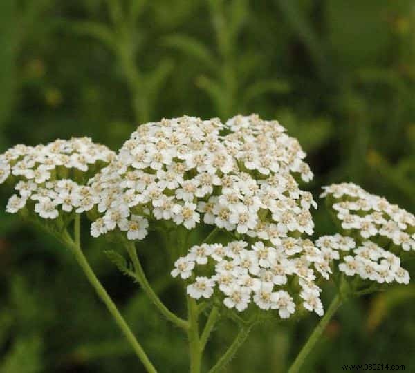 24 Plants That Grow In Your Garden WITHOUT WATER (or Almost). 