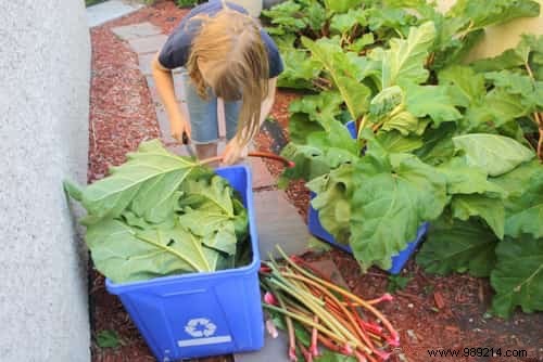 6 Uses of Rhubarb Nobody Knows About. 