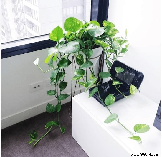 11 Depolluting Plants That Purify the Air in Your Home (Without Maintenance). 