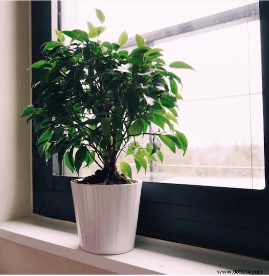 11 Depolluting Plants That Purify the Air in Your Home (Without Maintenance). 