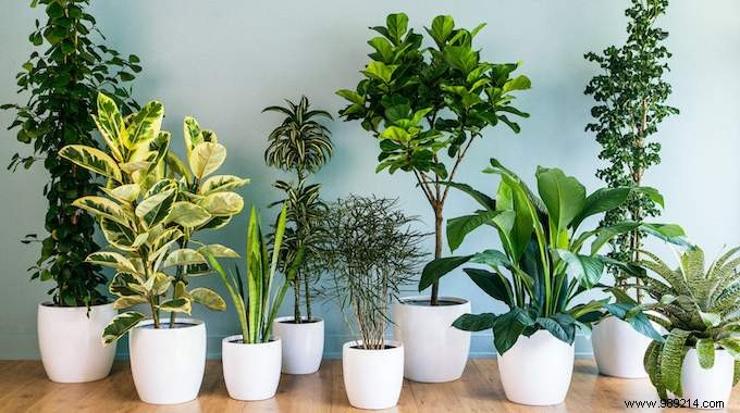 11 Depolluting Plants That Purify the Air in Your Home (Without Maintenance). 