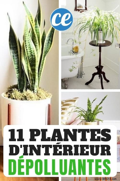 11 Depolluting Plants That Purify the Air in Your Home (Without Maintenance). 