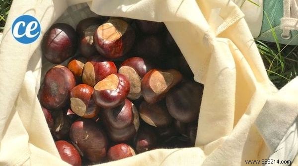 Here s How To Make Laundry With Chestnuts (Free And Easy To Do). 