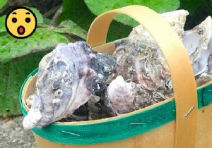 Don t Throw Away Oyster Shells! 13 Amazing Uses Nobody Knows About. 