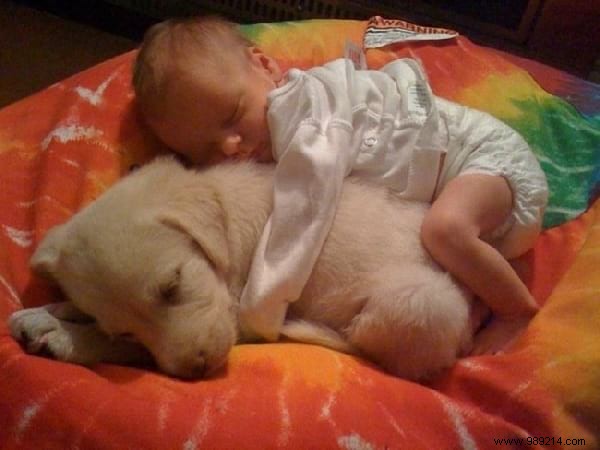 34 Photos That Show Why All Kids Should Grow Up With A Dog (Or Cat). 