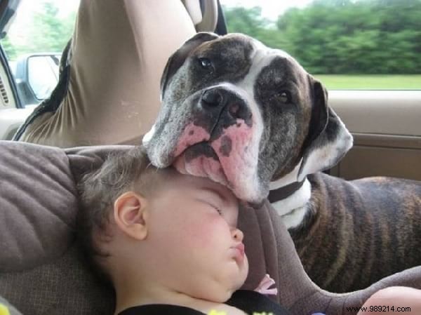 34 Photos That Show Why All Kids Should Grow Up With A Dog (Or Cat). 