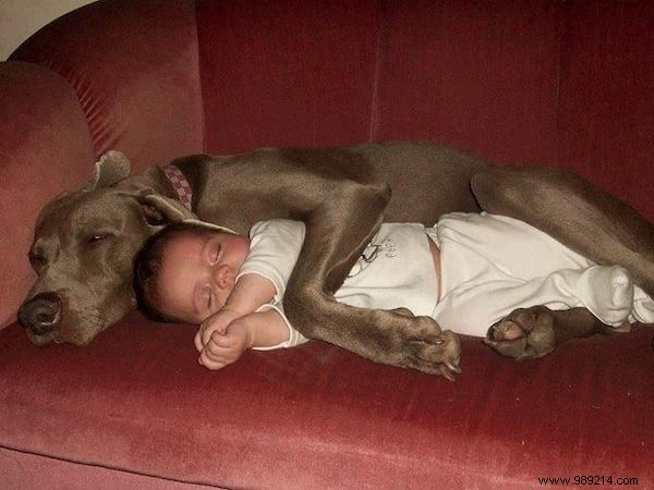 34 Photos That Show Why All Kids Should Grow Up With A Dog (Or Cat). 