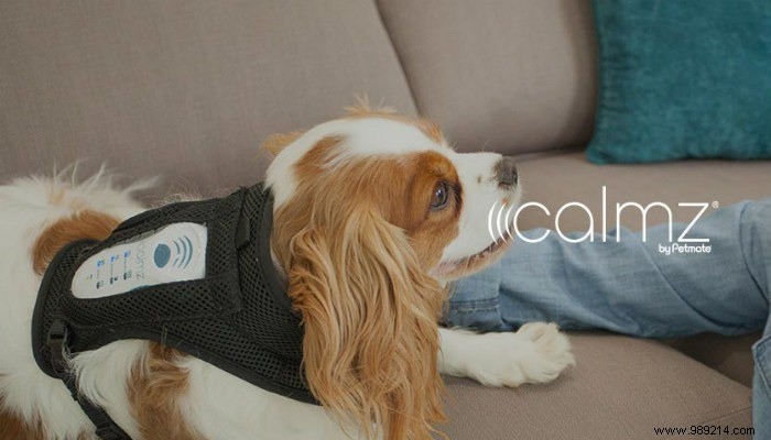 5 of the Best High-Tech Pet Products for Your Dog 