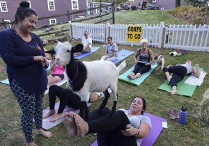 How Goat Yoga Sponsorship Can Help Your Business Grow 