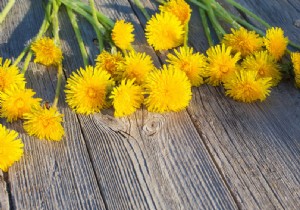 Can you eat dandelions? 