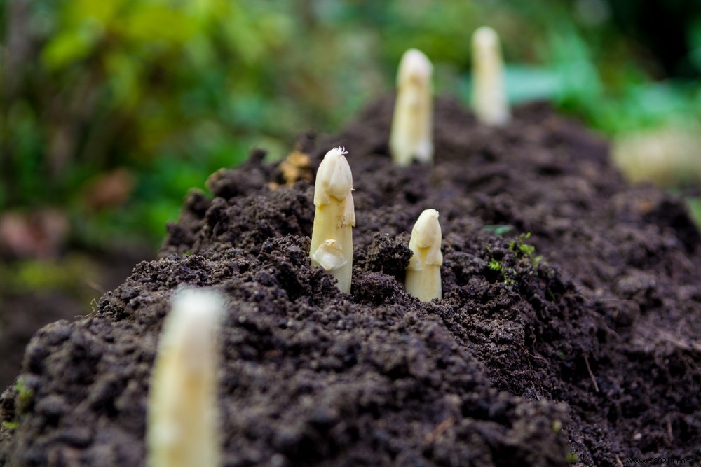 Why does the asparagus season last until June 24th? 