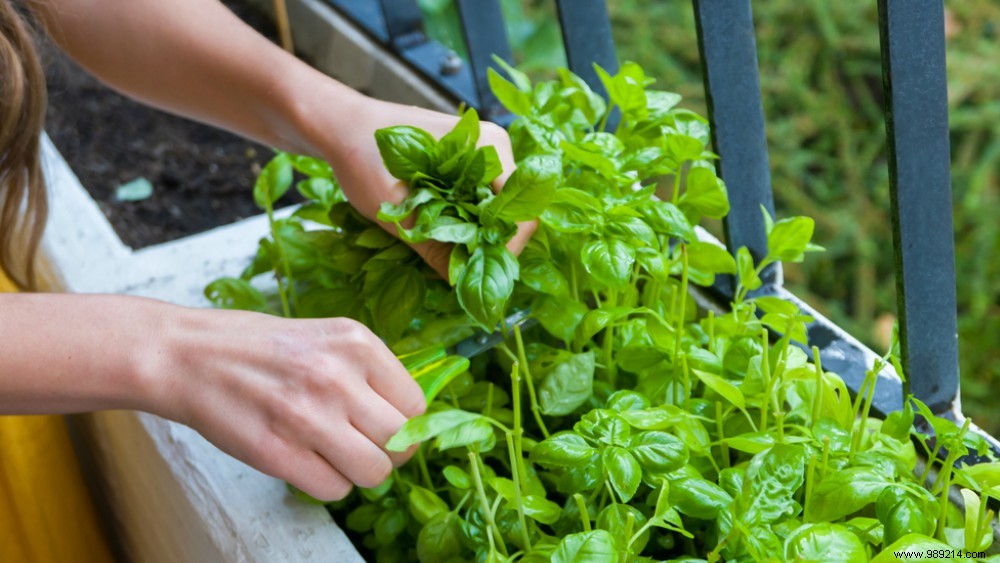 3 ways to dry fresh herbs 