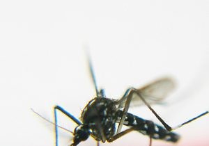 Long-term protection against malaria 