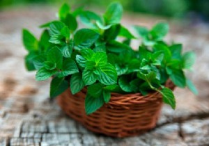 3 facts about mint 